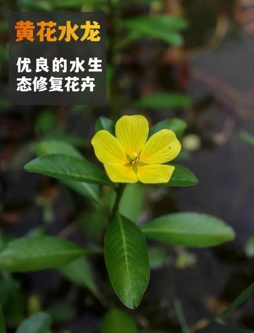 過江龍魚的市場價(jià)格