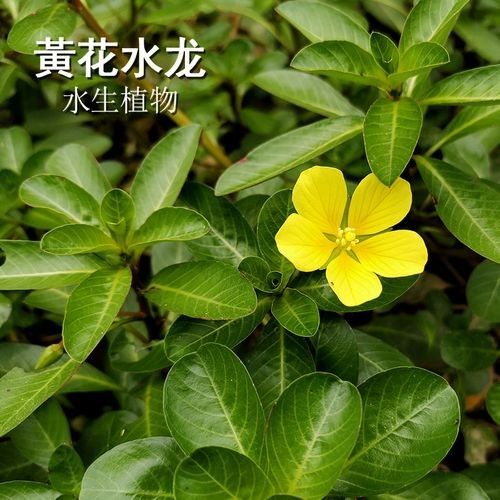 過江龍魚的市場價(jià)格