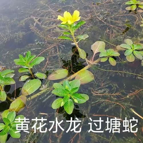 過江龍魚的市場價格
