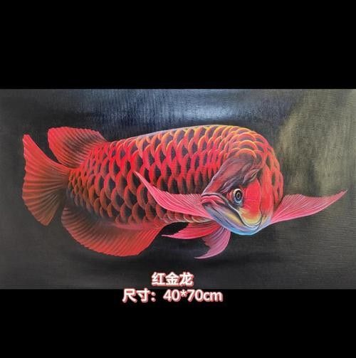 金龍魚攝影作品欣賞（龍魚攝影作品欣賞）