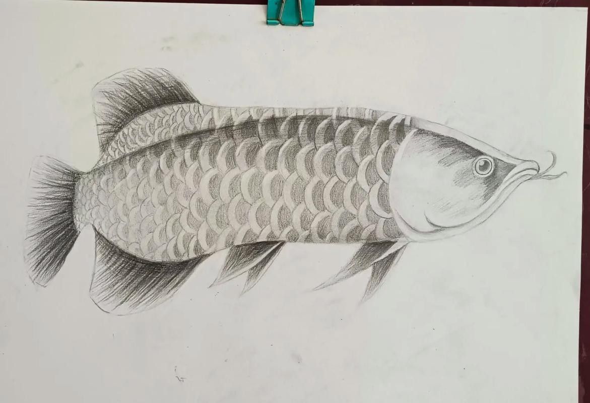 金龍魚攝影作品欣賞（龍魚攝影作品欣賞）