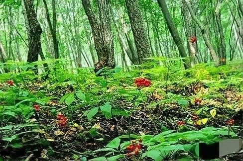 有哪些替代混養方案（常見的替代混養方案）