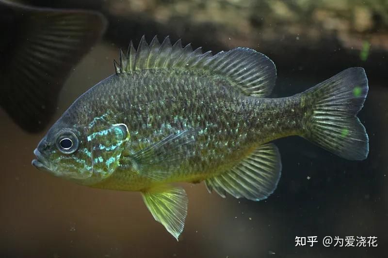 廣東養什么觀賞魚（廣東地區養什么觀賞魚好）