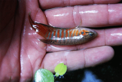 廣東養什么觀賞魚（廣東地區養什么觀賞魚好）