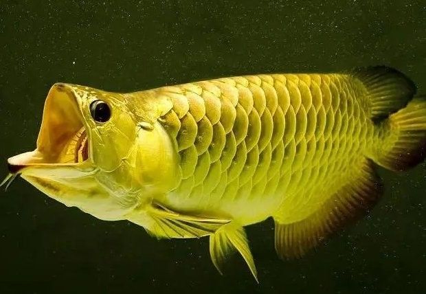 如何判斷藍(lán)底龍魚(yú)的年齡（如何判斷藍(lán)底龍魚(yú)的年齡最準(zhǔn)確，如何判斷藍(lán)底龍魚(yú)的年齡）
