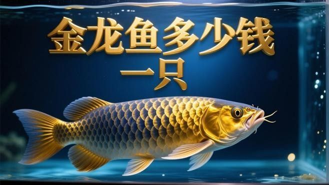 金龍魚雕刻的價格范圍是多少？（金龍魚雕刻價格是多少） 金龍魚雕刻的價格范圍是多少？（金龍魚雕刻價格是多少） 龍魚百科 第2張