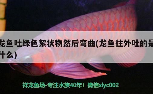 龍魚吐綠色絮狀物然后彎曲(龍魚往外吐的是什么) 龍魚吐綠色絮狀物然后彎曲(龍魚往外吐的是什么) 觀賞魚百科
