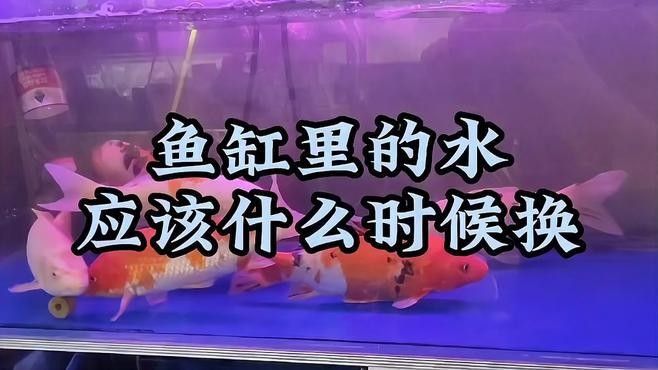如何判斷魚缸是否需要換水？（如何判斷魚缸是否需要換水）