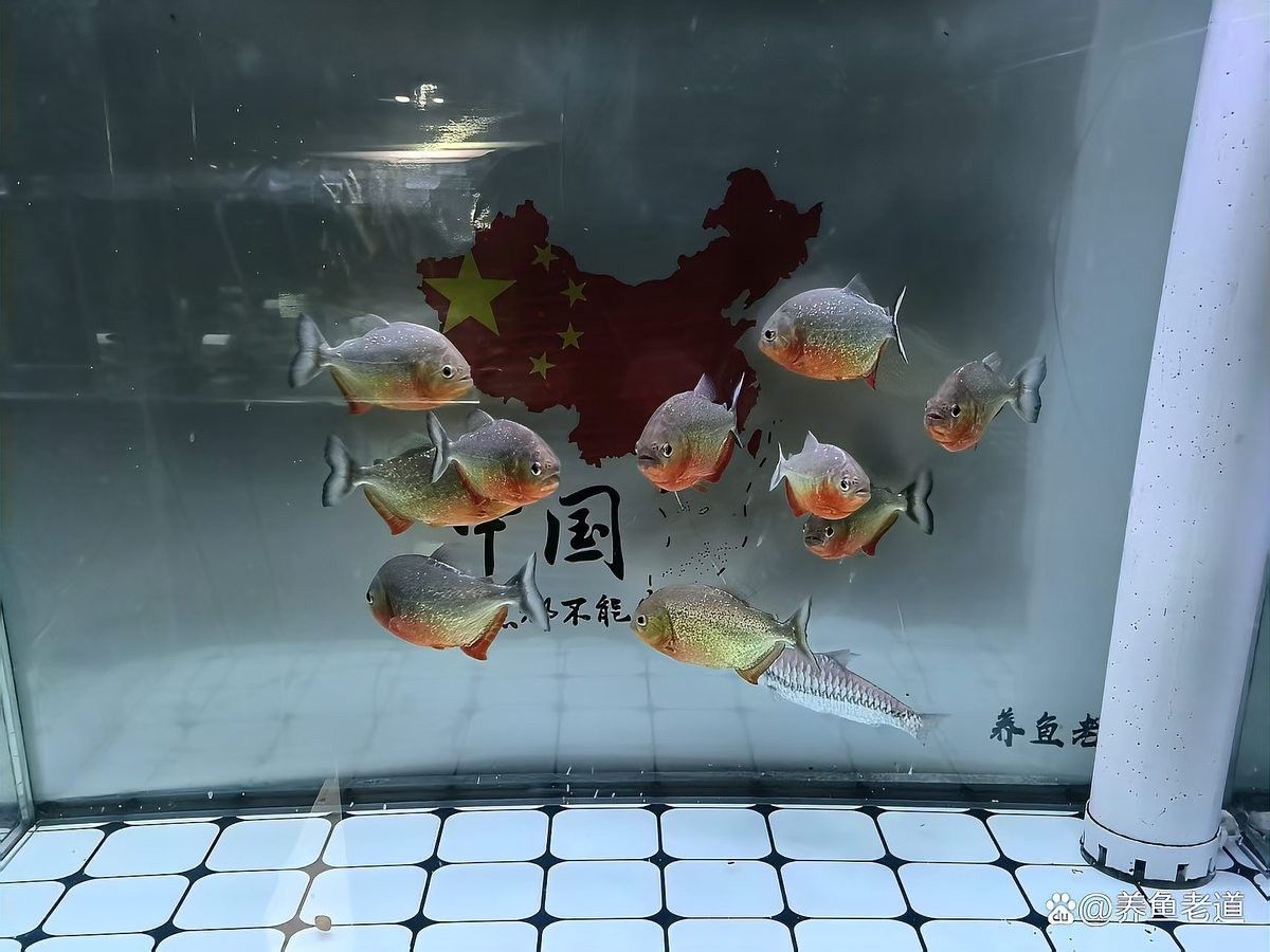 如何判斷魚缸是否需要換水？（如何判斷魚缸是否需要換水）