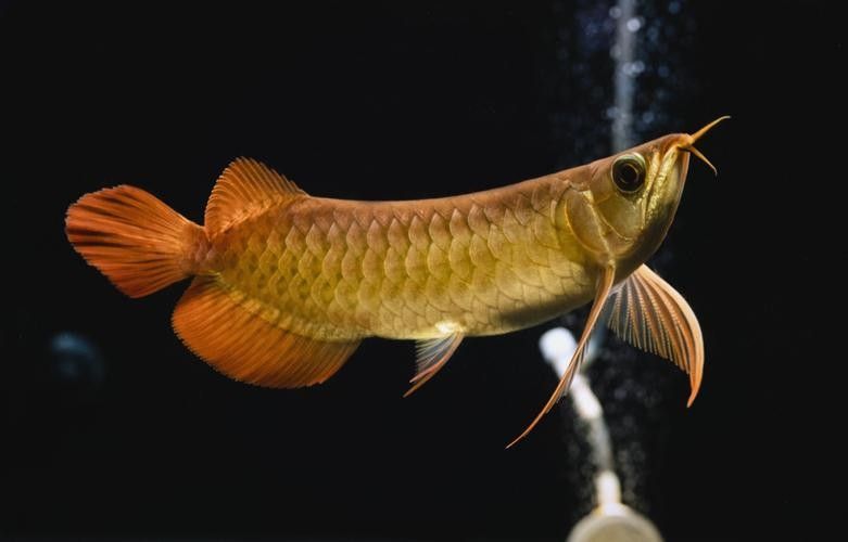 如何挑選一條好的紅龍魚(如何挑選一條優質紅龍魚) 龍魚百科 第5張 如何挑選一條好的紅龍魚(如何挑選一條優質紅龍魚) 如何挑選一條好的紅龍魚(如何挑選一條優質紅龍魚) 龍魚百科 第5張