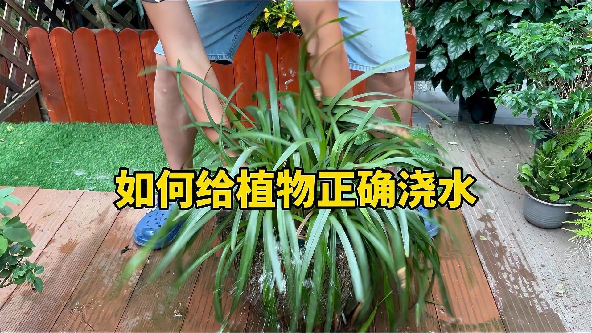 怎樣給植物正確澆水？（植物澆水方式對其生長和健康至關重要）