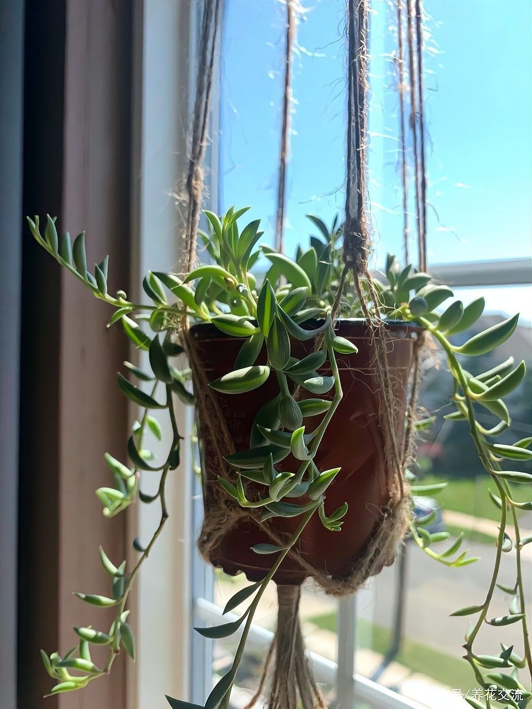 怎樣給植物正確澆水？（植物澆水方式對其生長和健康至關重要）