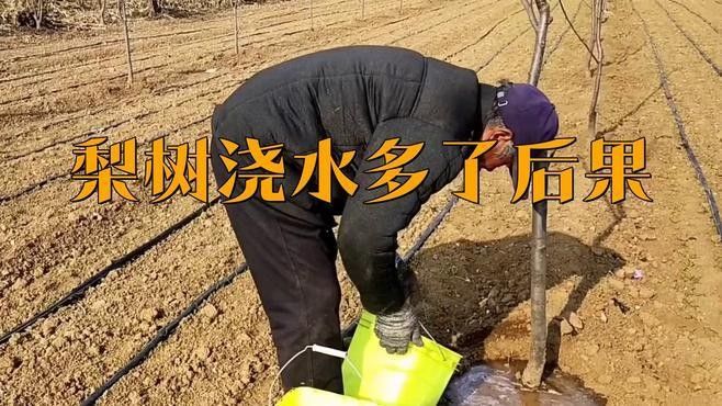 怎樣給植物正確澆水？（植物澆水方式對其生長和健康至關重要）