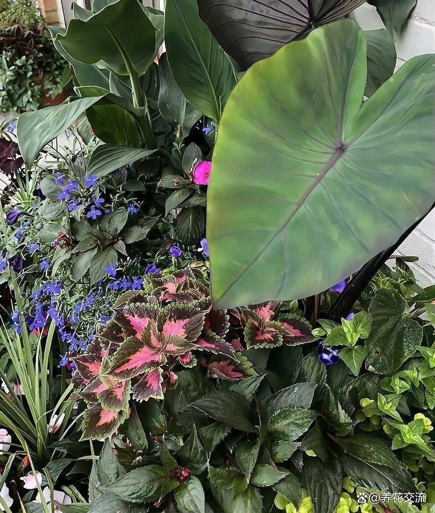 怎樣給植物正確澆水？（植物澆水方式對其生長和健康至關重要）