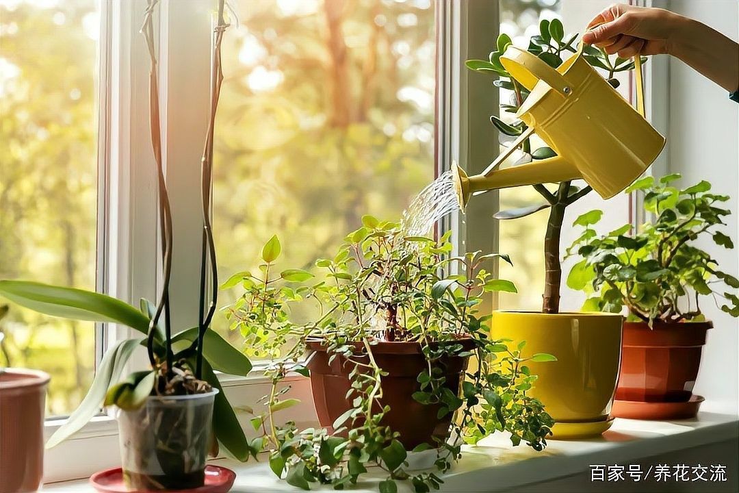 怎樣給植物正確澆水？（植物澆水方式對其生長和健康至關重要）