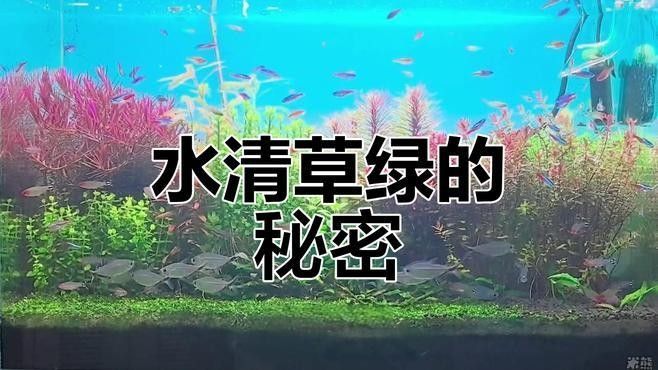 繁殖缸中水草如何種植（水草種子正確的種植方法）