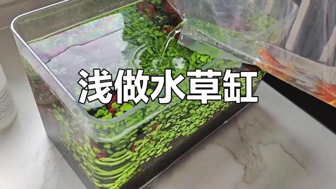 繁殖缸中水草如何種植（水草種子正確的種植方法）