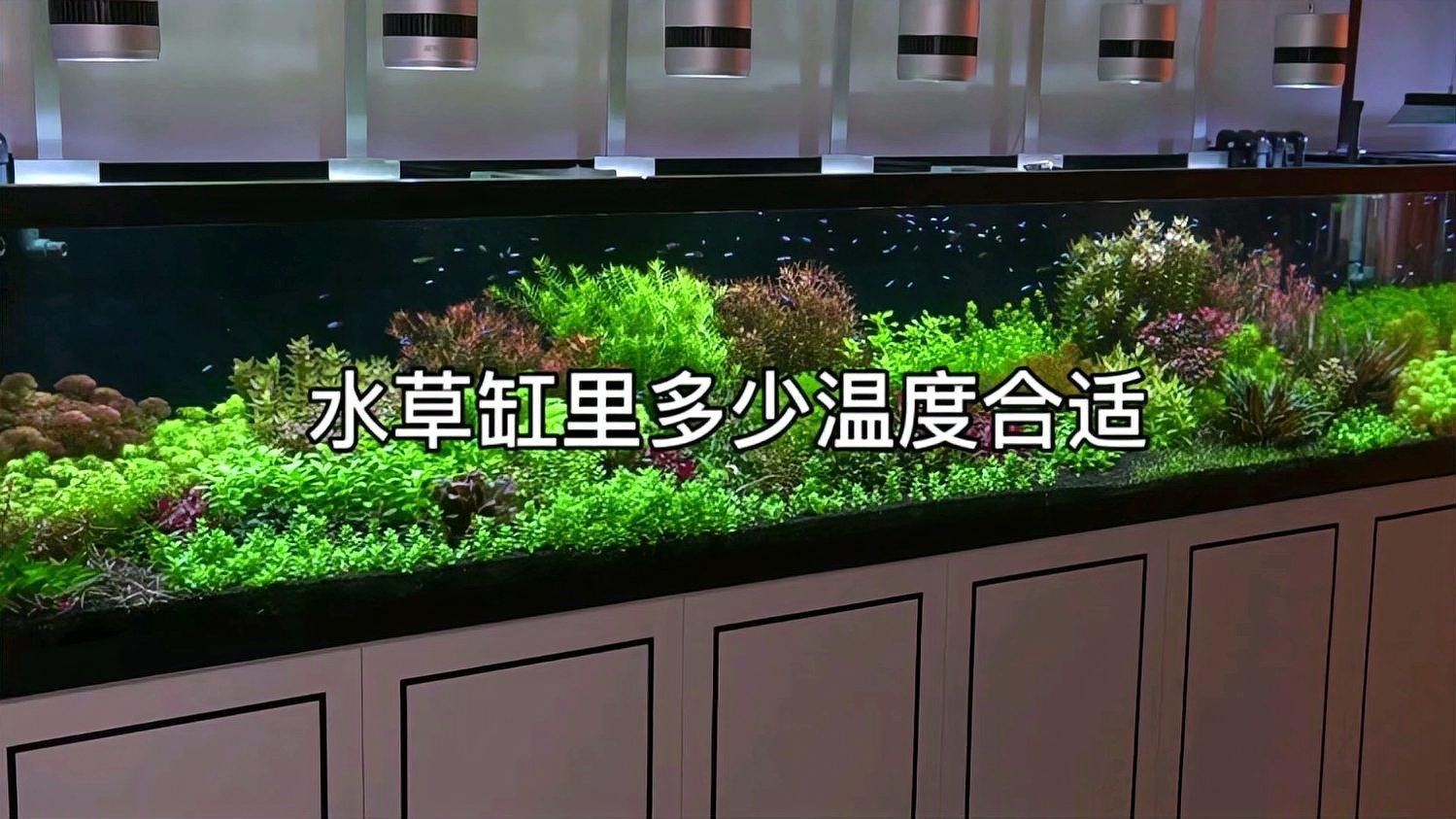 繁殖缸中水草如何種植（水草種子正確的種植方法）