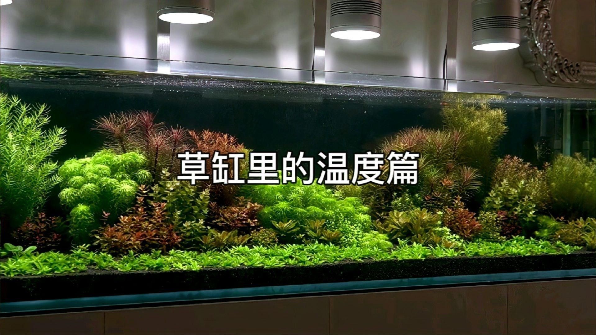 繁殖缸中水草如何種植（水草種子正確的種植方法）