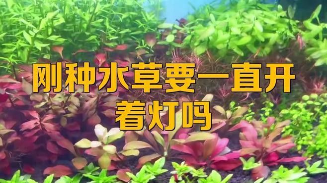 繁殖缸中水草如何種植（水草種子正確的種植方法）