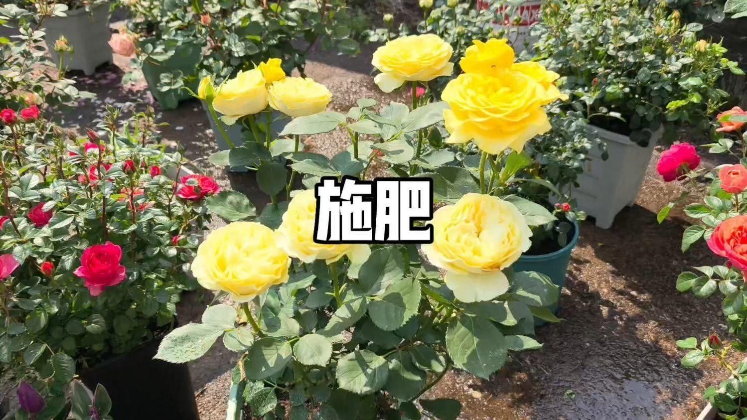 紅龍月季休眠期如何施肥（紅龍月季休眠期施肥的策略） 紅龍月季休眠期如何施肥（紅龍月季休眠期施肥的策略） 龍魚百科 第2張