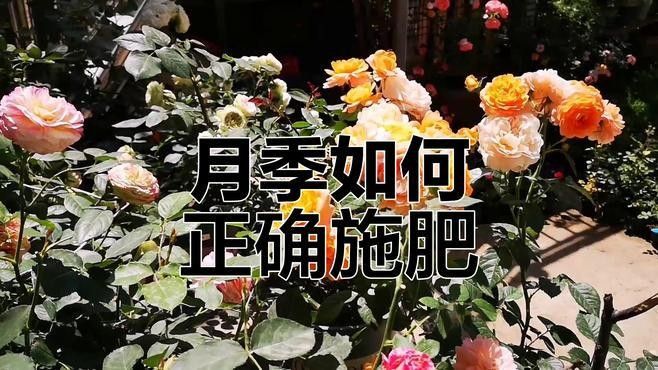 紅龍月季休眠期如何施肥（紅龍月季休眠期施肥的策略） 紅龍月季休眠期如何施肥（紅龍月季休眠期施肥的策略） 龍魚百科 第3張