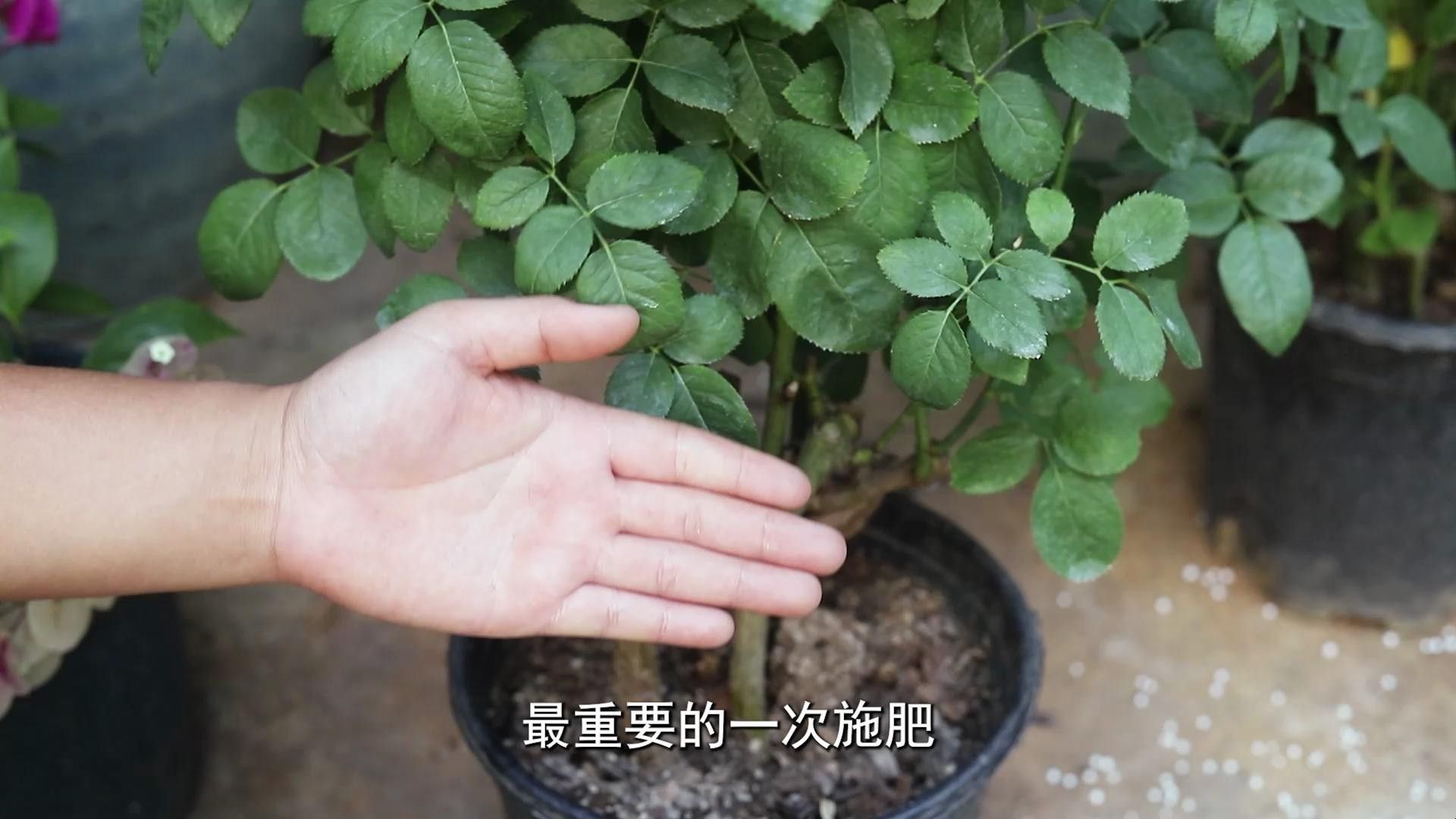 紅龍月季休眠期如何施肥（紅龍月季休眠期施肥的策略） 紅龍月季休眠期如何施肥（紅龍月季休眠期施肥的策略） 龍魚百科 第1張