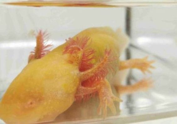 龍魚死了怎么處理（關于龍魚死亡遺體處理的指南） 龍魚死了怎么處理（關于龍魚死亡遺體處理的指南） 龍魚百科 第2張