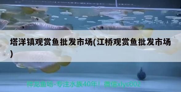 塔洋鎮(zhèn)觀賞魚(yú)批發(fā)市場(chǎng)(江橋觀賞魚(yú)批發(fā)市場(chǎng)) 塔洋鎮(zhèn)觀賞魚(yú)批發(fā)市場(chǎng)(江橋觀賞魚(yú)批發(fā)市場(chǎng)) 觀賞魚(yú)百科