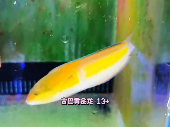 如何鑒別黃金龍魚的純種？（如何挑選黃金龍魚）
