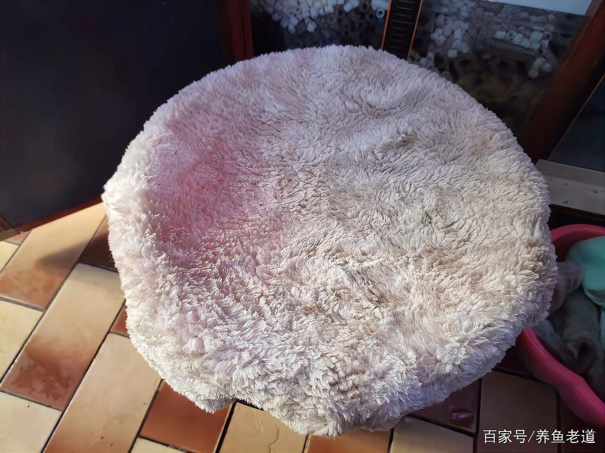 濾材清洗后需要晾干嗎？（濾材清洗后是否需要晾干） 濾材清洗后需要晾干嗎？（濾材清洗后是否需要晾干） 龍魚百科 第2張