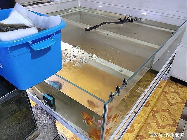 濾材清洗后需要晾干嗎？（濾材清洗后是否需要晾干） 濾材清洗后需要晾干嗎？（濾材清洗后是否需要晾干） 龍魚百科 第6張