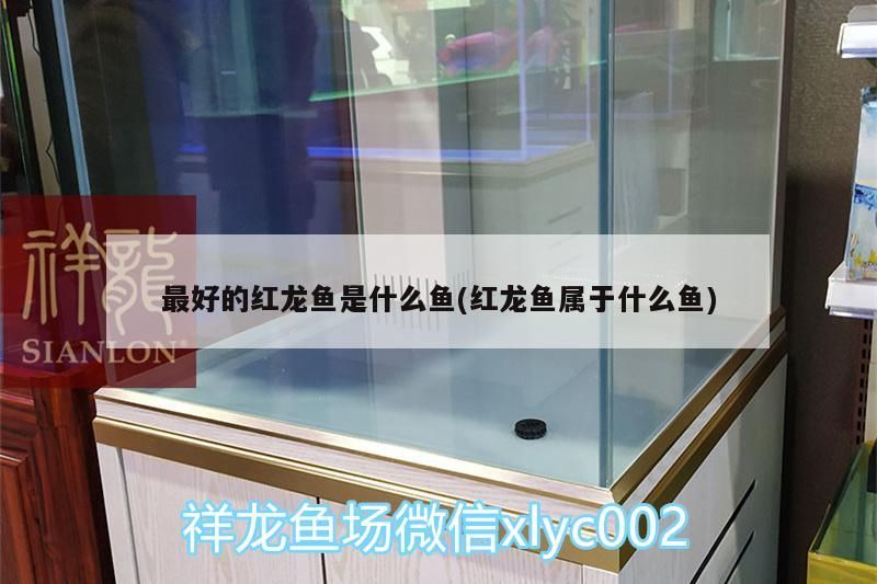 最好的紅龍魚(yú)是什么魚(yú)(紅龍魚(yú)屬于什么魚(yú))（最好的紅龍魚(yú)是什么魚(yú)） 最好的紅龍魚(yú)是什么魚(yú)(紅龍魚(yú)屬于什么魚(yú))（最好的紅龍魚(yú)是什么魚(yú)） 觀賞魚(yú)百科