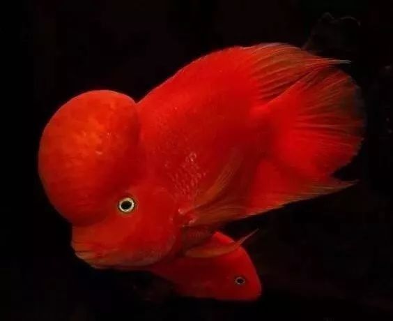 有哪些魚類可以與羅漢魚混養(yǎng)？（可以與羅漢魚混養(yǎng)的魚類是一種體型龐大、色彩斑斕的熱帶觀賞魚） 有哪些魚類可以與羅漢魚混養(yǎng)？（可以與羅漢魚混養(yǎng)的魚類是一種體型龐大、色彩斑斕的熱帶觀賞魚） 龍魚百科 第3張