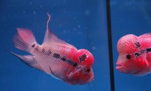 有哪些魚類可以與羅漢魚混養(yǎng)？（可以與羅漢魚混養(yǎng)的魚類是一種體型龐大、色彩斑斕的熱帶觀賞魚） 有哪些魚類可以與羅漢魚混養(yǎng)？（可以與羅漢魚混養(yǎng)的魚類是一種體型龐大、色彩斑斕的熱帶觀賞魚） 龍魚百科 第8張