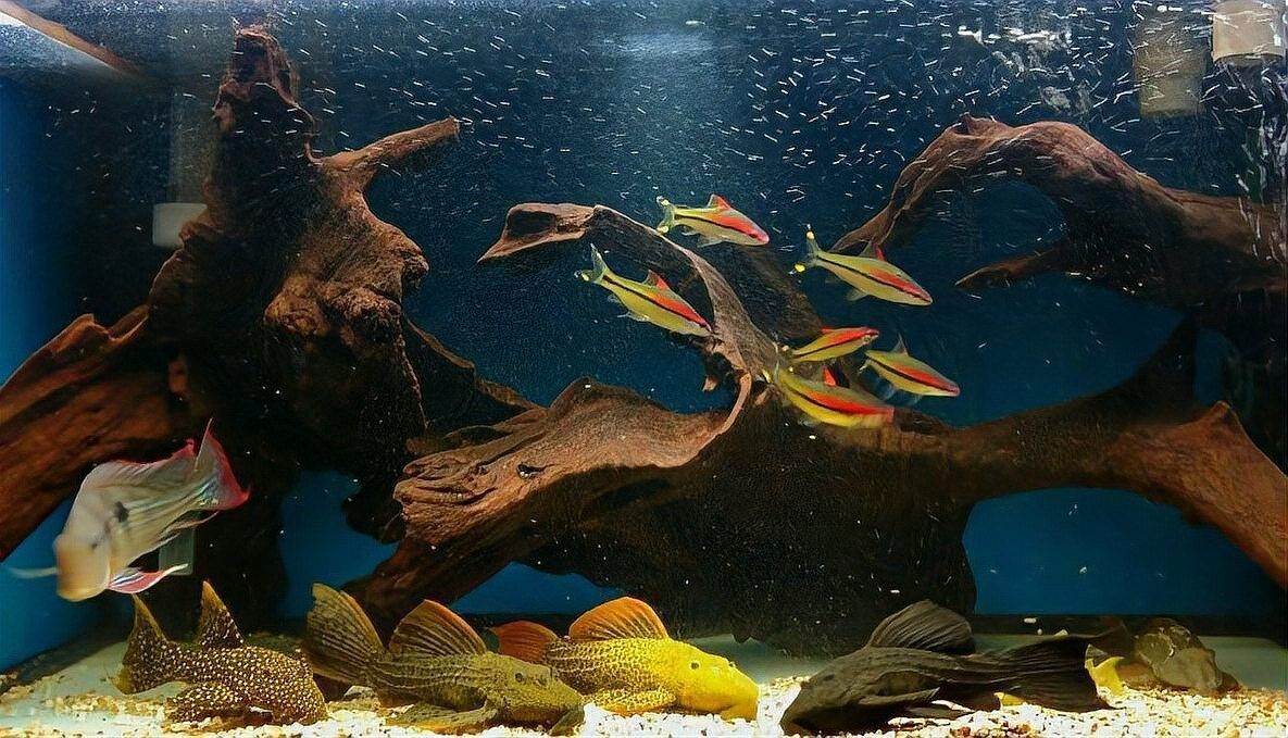 有哪些魚類可以與羅漢魚混養(yǎng)？（可以與羅漢魚混養(yǎng)的魚類是一種體型龐大、色彩斑斕的熱帶觀賞魚） 有哪些魚類可以與羅漢魚混養(yǎng)？（可以與羅漢魚混養(yǎng)的魚類是一種體型龐大、色彩斑斕的熱帶觀賞魚） 龍魚百科 第11張