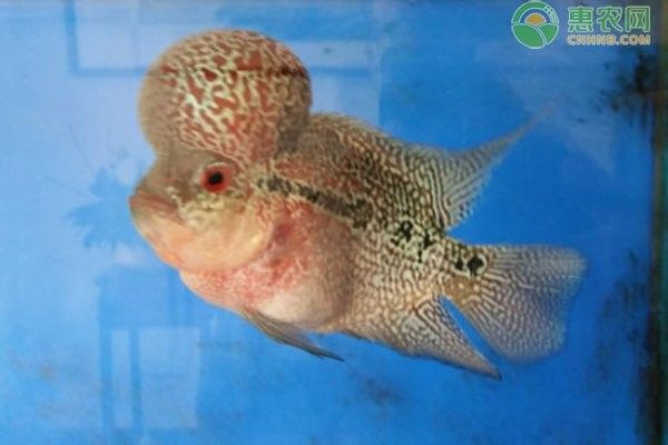有哪些魚類可以與羅漢魚混養(yǎng)？（可以與羅漢魚混養(yǎng)的魚類是一種體型龐大、色彩斑斕的熱帶觀賞魚） 有哪些魚類可以與羅漢魚混養(yǎng)？（可以與羅漢魚混養(yǎng)的魚類是一種體型龐大、色彩斑斕的熱帶觀賞魚） 龍魚百科 第10張