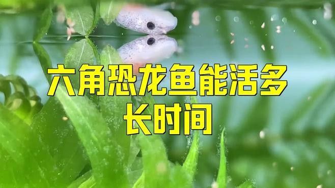 恐龍魚壽命一般有多長（六角恐龍魚的壽命有多長揭秘六角恐龍魚的壽命有多長） 恐龍魚壽命一般有多長（六角恐龍魚的壽命有多長揭秘六角恐龍魚的壽命有多長） 龍魚百科 第2張