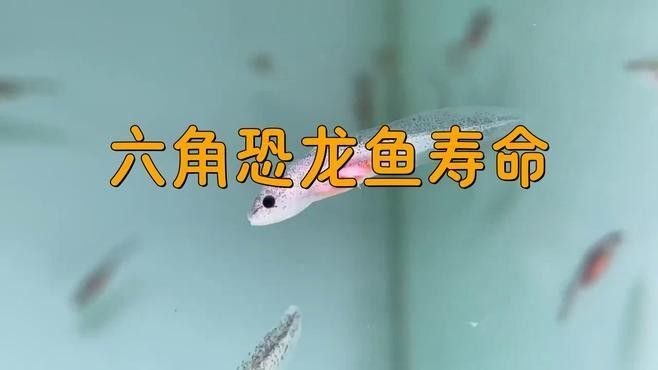 恐龍魚壽命一般有多長（六角恐龍魚的壽命有多長揭秘六角恐龍魚的壽命有多長） 恐龍魚壽命一般有多長（六角恐龍魚的壽命有多長揭秘六角恐龍魚的壽命有多長） 龍魚百科 第1張