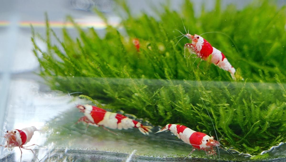 紅龍魚(yú)BTL的繁殖情況（關(guān)于紅龍魚(yú)btl繁殖的一些關(guān)鍵點(diǎn)）