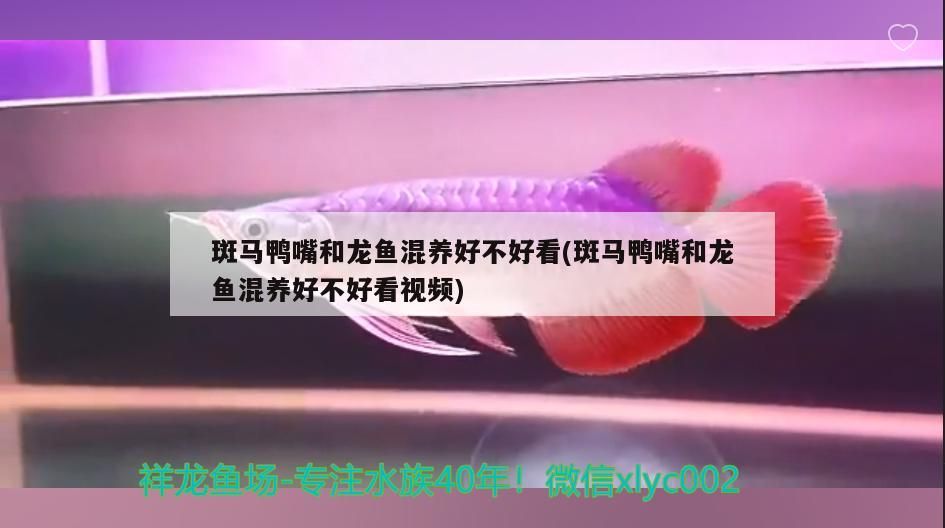 斑馬鴨嘴和龍魚(yú)混養(yǎng)好不好看(斑馬鴨嘴和龍魚(yú)混養(yǎng)好不好看視頻)（斑馬鴨嘴和龍魚(yú)混養(yǎng)） 斑馬鴨嘴和龍魚(yú)混養(yǎng)好不好看(斑馬鴨嘴和龍魚(yú)混養(yǎng)好不好看視頻)（斑馬鴨嘴和龍魚(yú)混養(yǎng)） 觀賞魚(yú)百科