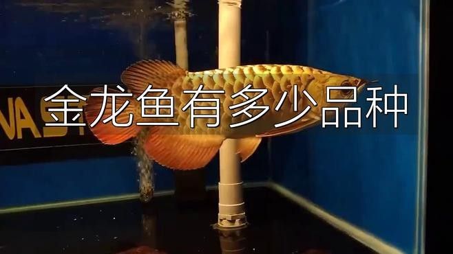 天等哪個水族館龍魚好？祥龍魚場龍魚（全球首家cites認證的龍魚繁殖企業祥龍魚場）