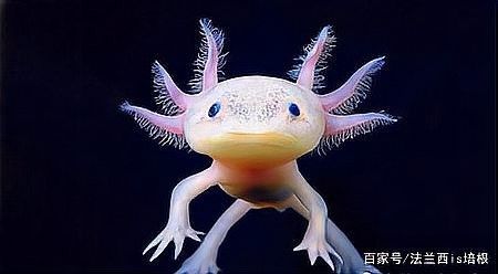六角恐龍魚多久長大（六角恐龍魚怎么養最全養殖方法六角恐龍魚怎么養最全養殖方法）