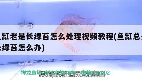 魚缸老是長綠苔怎么處理視頻教程(魚缸總是長綠苔怎么辦)（魚缸老是長綠苔怎么辦）