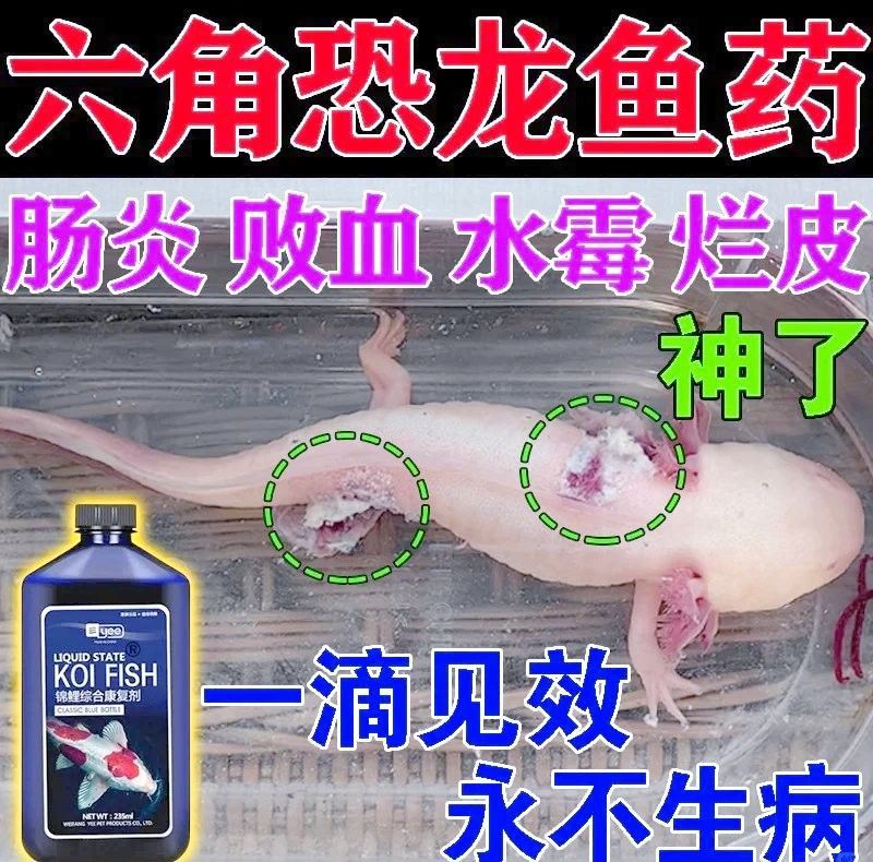 如何預防六角龍魚疾病？（六角恐龍魚健康秘訣:預防六角恐龍魚疾病的首要任務）