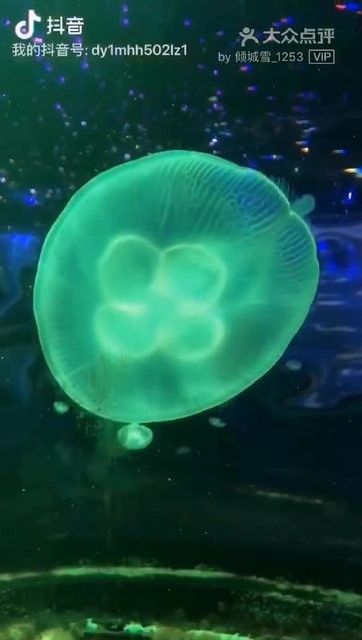 阿拉善哪個水族館龍魚好？祥龍魚場龍魚（阿拉善地區擁有多個水族館其中以祥龍魚場的水族館推薦）