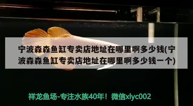 寧波森森魚缸專賣店地址在哪里啊多少錢(寧波森森魚缸專賣店地址在哪里啊多少錢一個)（寧波森森魚缸專賣店地址在哪里）