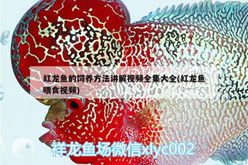 紅龍魚的飼養方法講解視頻全集大全(紅龍魚喂食視頻)（紅龍魚的飼養方法）