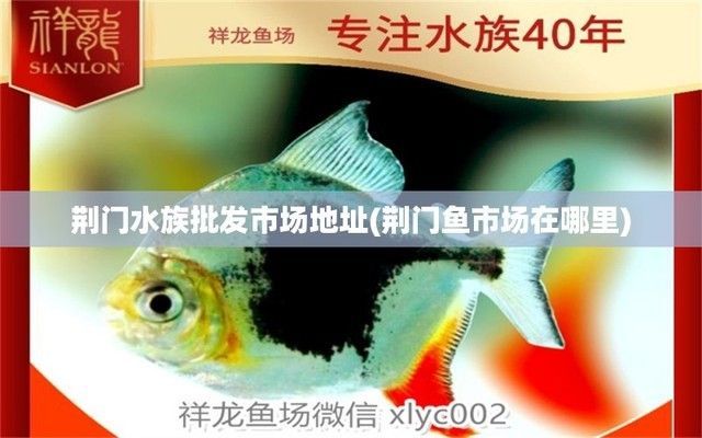 荊門龍魚專賣店:杭州龍魚專賣店 觀賞魚百科 第4張 荊門龍魚專賣店:杭州龍魚專賣店 荊門龍魚專賣店:杭州龍魚專賣店 觀賞魚百科 第4張