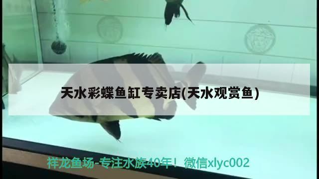荊門龍魚專賣店:杭州龍魚專賣店 觀賞魚百科 第6張 荊門龍魚專賣店:杭州龍魚專賣店 荊門龍魚專賣店:杭州龍魚專賣店 觀賞魚百科 第6張